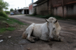 Imagem ilustrativa: Cavalo ferido aguarda resgate por dias no bairro da Cremação em Belém desafios e perspectivas