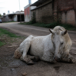 Imagem ilustrativa: Cavalo ferido aguarda resgate por dias no bairro da Cremação em Belém desafios e perspectivas