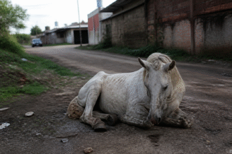 Imagem ilustrativa: Cavalo ferido aguarda resgate por dias no bairro da Cremação em Belém desafios e perspectivas