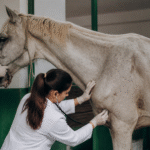 Imagem ilustrativa: Cavalo resgatado em Belém recebe tratamento veterinário na ufra após abandono no bairro da Cremação