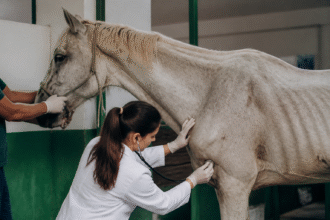Imagem ilustrativa: Cavalo resgatado em Belém recebe tratamento veterinário na ufra após abandono no bairro da Cremação