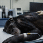 Imagem ilustrativa: Chimpanzé serafim é sacrificado em bh após complicações graves de diabetes