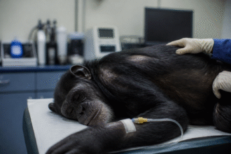 Imagem ilustrativa: Chimpanzé serafim é sacrificado em bh após complicações graves de diabetes