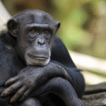 Imagem ilustrativa: Chimpanzé Serafim morre aos 38 anos no zoológico de Belo Horizonte legado e desafios da conservação
