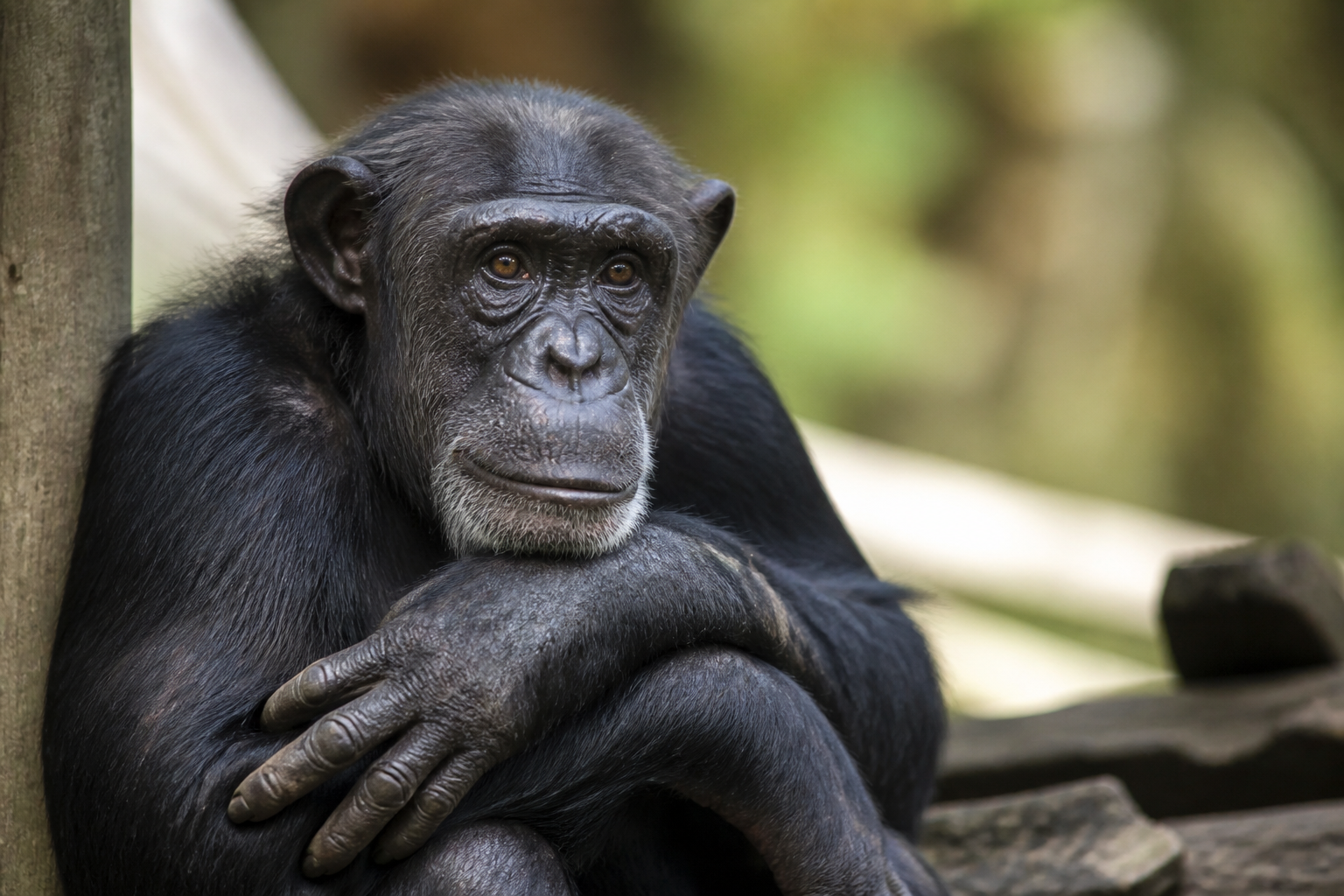 Imagem ilustrativa: Chimpanzé Serafim morre aos 38 anos no zoológico de Belo Horizonte legado e desafios da conservação