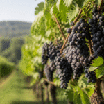 Imagem ilustrativa: Cultivo de uvas sem defensivo cresce em Minas Gerais e impulsiona agricultura sustentável