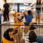 Imagem ilustrativa: Feira de adoção de cães e gatos acontece neste sábado em shopping de belo horizonte