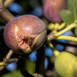 Imagem ilustrativa: Figo não é fruta nem planta carnívora descubra como ele digere vespas