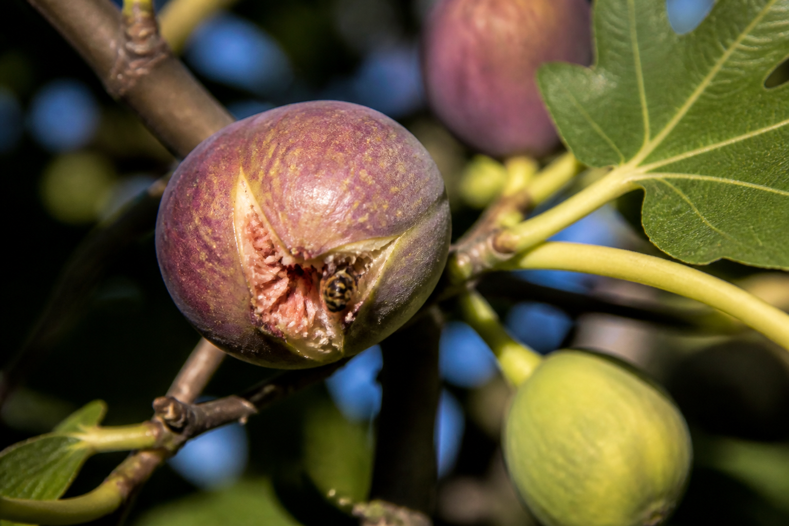 Imagem ilustrativa: Figo não é fruta nem planta carnívora descubra como ele digere vespas