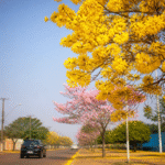 Imagem ilustrativa: Florada dos ipês colore e transforma a paisagem urbana de Canaã dos Carajás no Pará