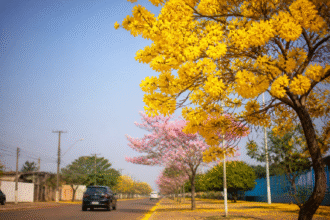 Imagem ilustrativa: Florada dos ipês colore e transforma a paisagem urbana de Canaã dos Carajás no Pará