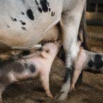 Imagem ilustrativa: Leitões são flagrados mamando em vaca em fazenda de Minas Gerais e chamam atenção na internet
