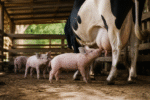 Imagem ilustrativa: Porquinhos em MG usam vaca para conseguir leite extra e surpreendem dona