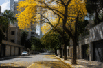 Imagem ilustrativa: Sibipiruna deixa ruas de Belo Horizonte amarelas na primavera e prolonga paisagem florida