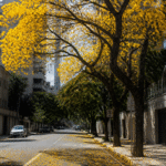 Imagem ilustrativa: Sibipiruna deixa ruas de Belo Horizonte amarelas na primavera e prolonga paisagem florida