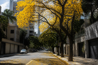 Imagem ilustrativa: Sibipiruna deixa ruas de Belo Horizonte amarelas na primavera e prolonga paisagem florida
