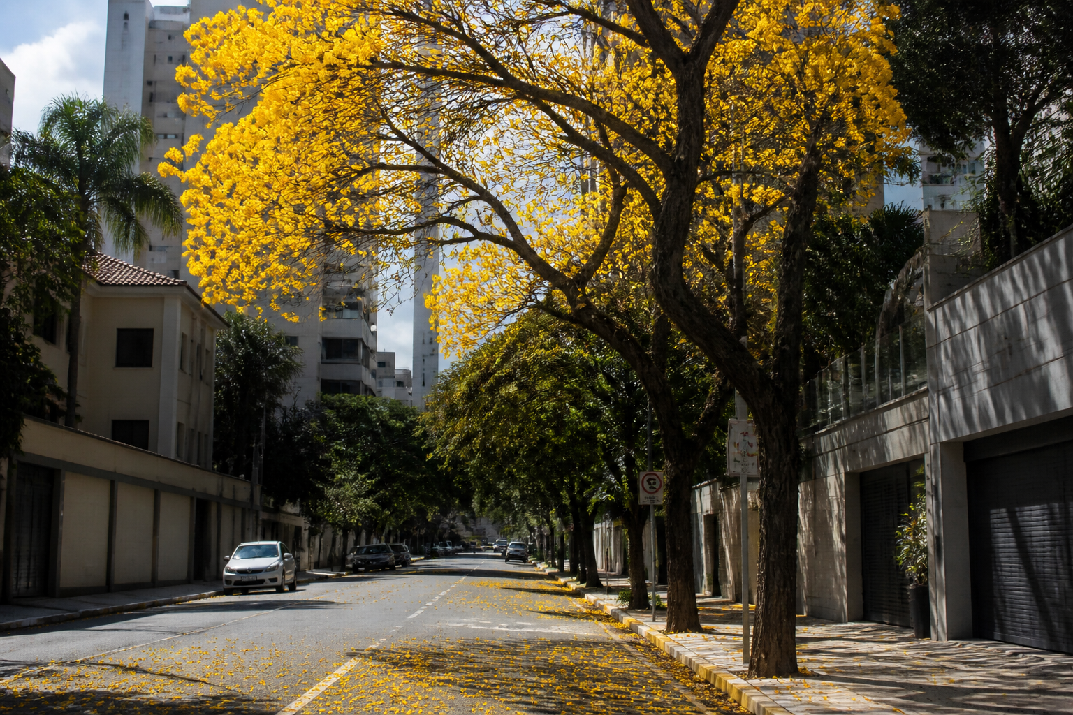 Imagem ilustrativa: Sibipiruna deixa ruas de Belo Horizonte amarelas na primavera e prolonga paisagem florida