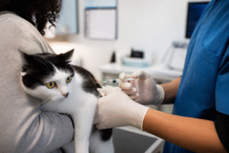 Imagem ilustrativa: Vacinação antirrábica em Belo Horizonte pontos extras abertos neste sábado para cães e gatos